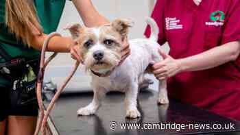 Stray dog found with ‘suspected deliberate injuries’ in Cambridge