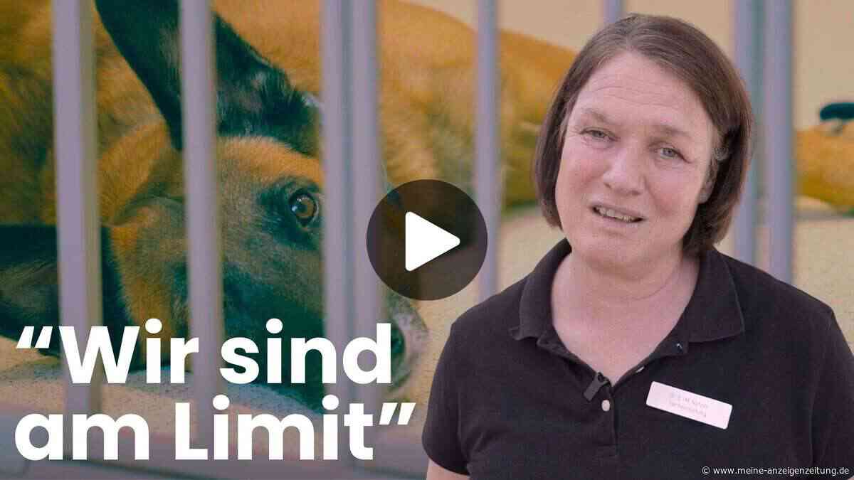 Sommer im Tierheim: Zwischen Hitze, Wartelisten und Herzblut