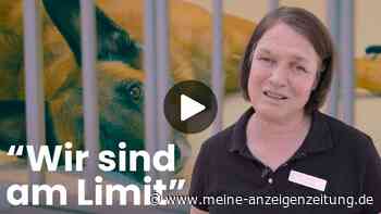 Sommer im Tierheim: Zwischen Hitze, Wartelisten und Herzblut