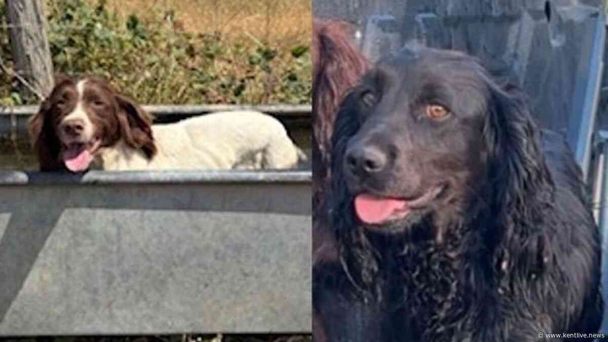 Two more dogs snatched in Kent in one of the UK's dog theft hotspots