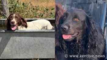 Two more dogs snatched in Kent in one of the UK's dog theft hotspots
