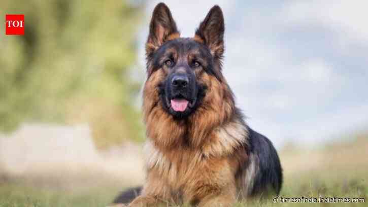 German Shepherd in India: Is this hugely popular breed really built for our climate?