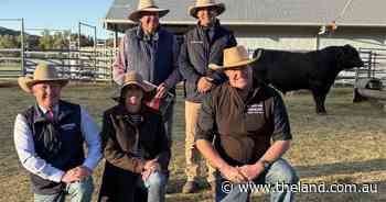 Booroomooka bull with 'curve-bending' data sets stud record in centenary sale