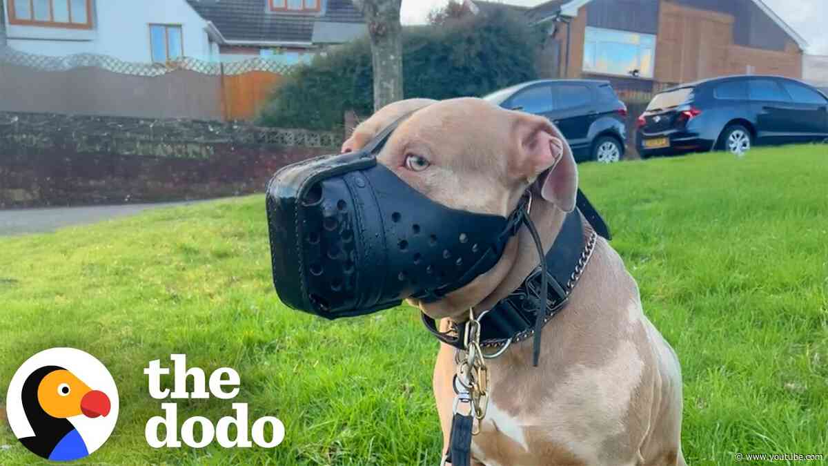 She Left The UK And Moved 9,000 Miles For Her Pittie | The Dodo