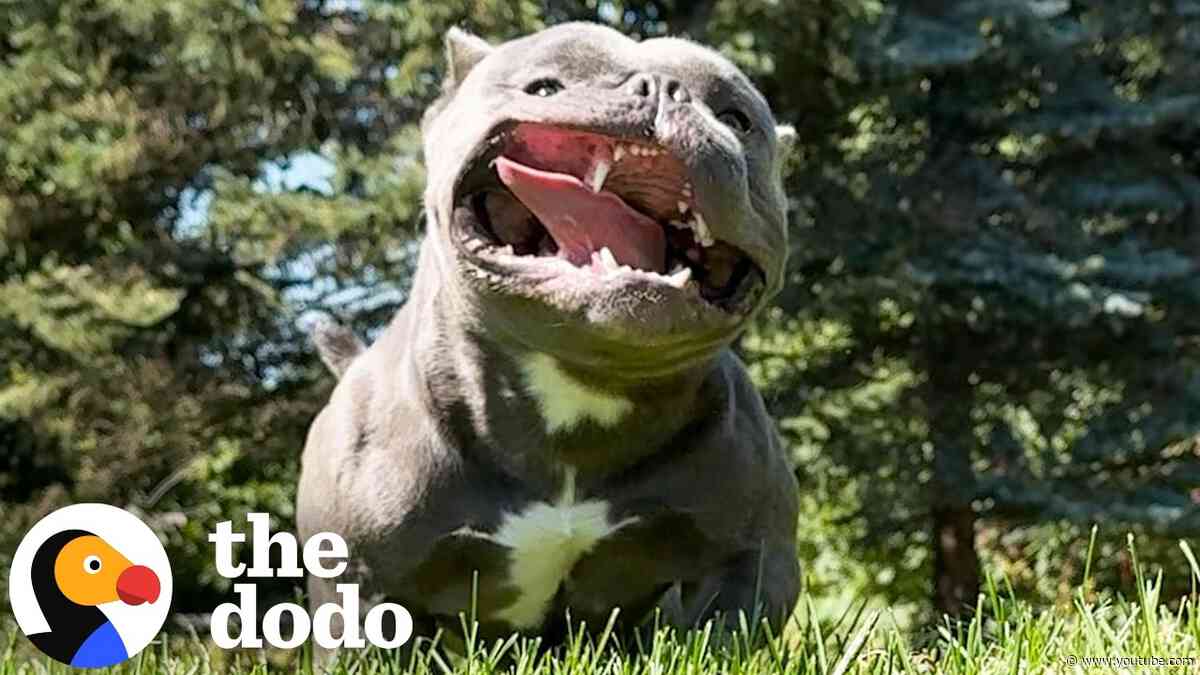Foster Puppy Refuses To Leave Injured Dog's Side | The Dodo
