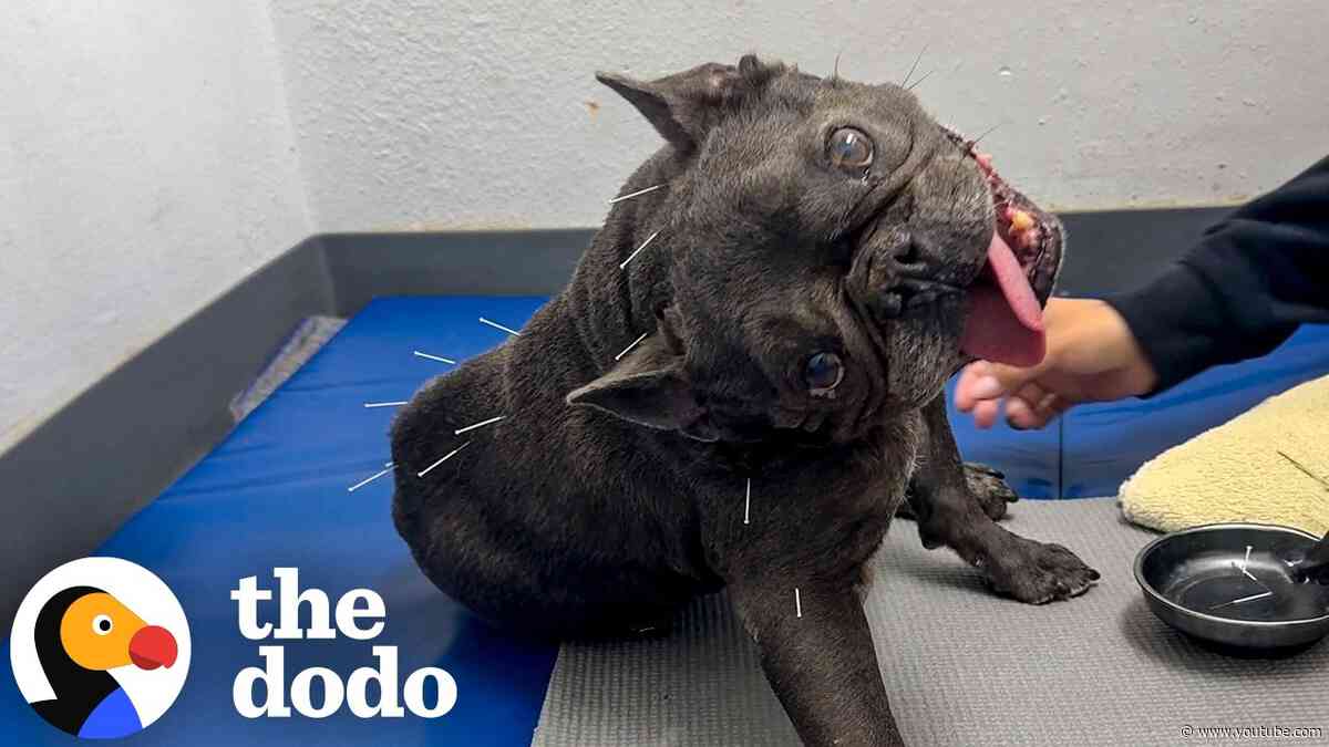 Chasing Squirrels Helped This Paralyzed Frenchie Walk Again | The Dodo