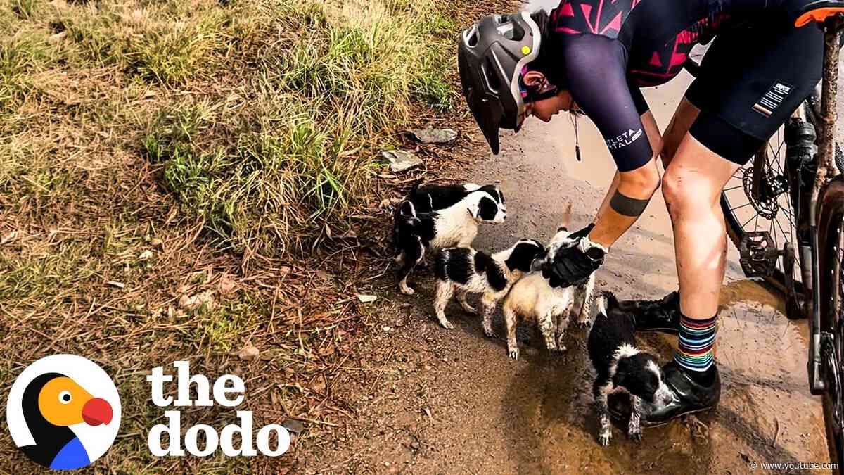 Woman Goes For A Bike Ride And Comes Home With A Litter Of Puppies | The Dodo