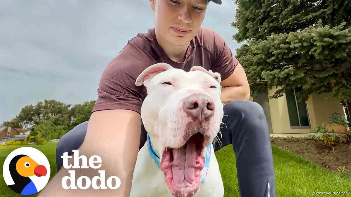 Guy Makes It His Mission To Get Deaf Pittie With 0 Applications Adopted | The Dodo