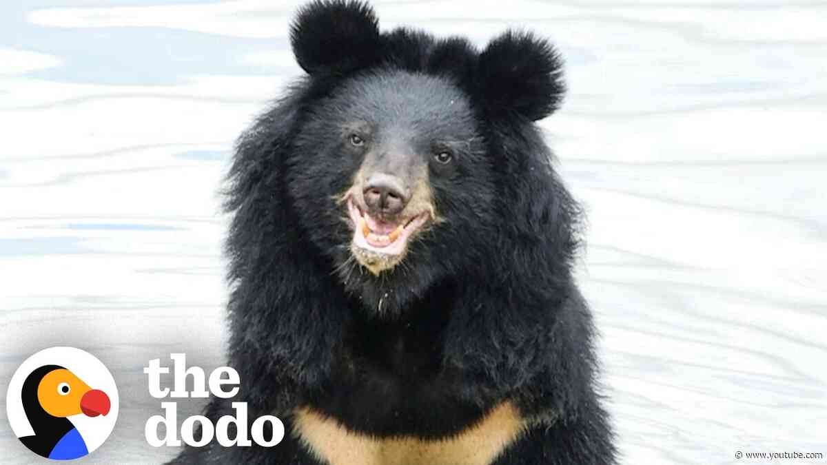 Moon Bear Sees Skies For First TIme in 27 Years | The Dodo