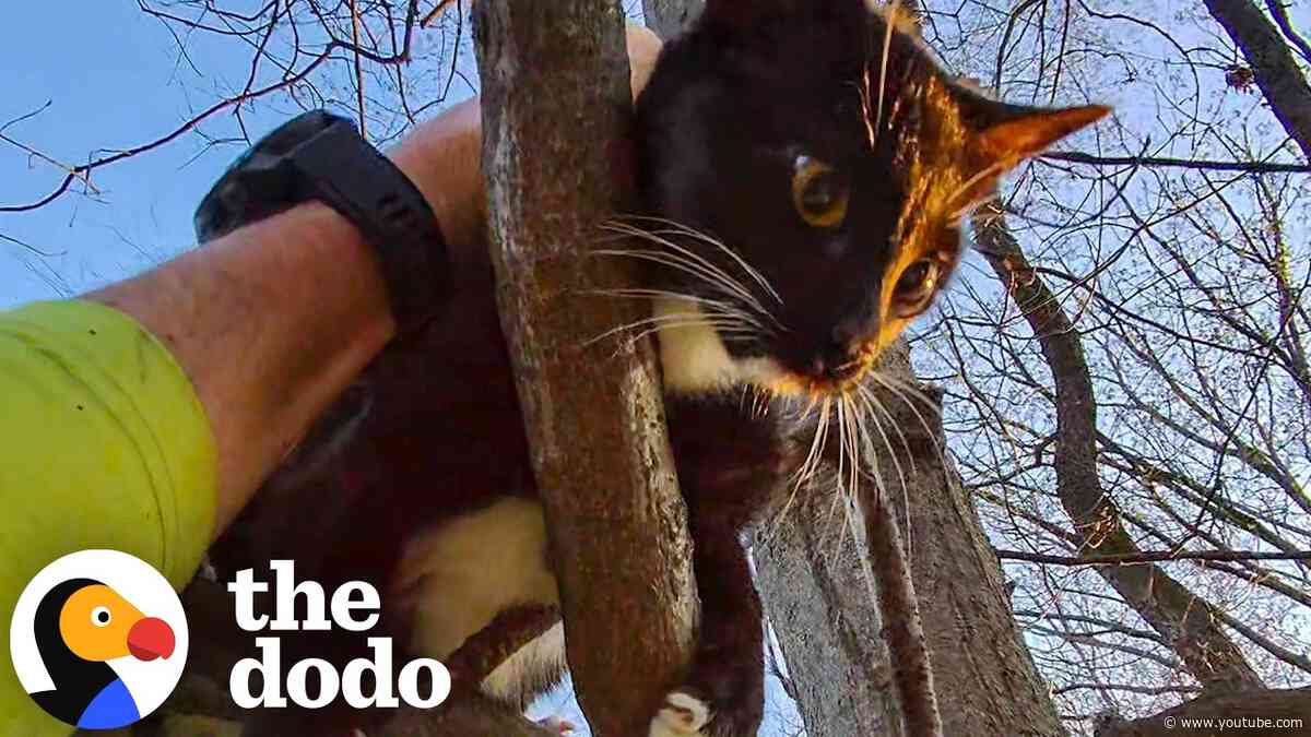Mailman Didn't Want A Third Cat... Until He Helped Rescue This One | The Dodo