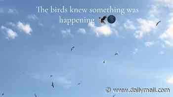'They knew something was happening': Videos show birds thrown into state of confusion during dramatic solar eclipse