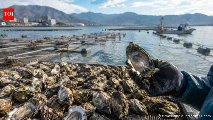 Japan's Hiroshima produces 60% of farmed oysters, but up to 90% have died