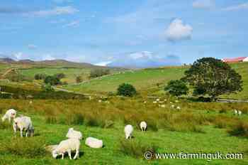 Bluetongue spreads north as Scotland confirms second affected farm