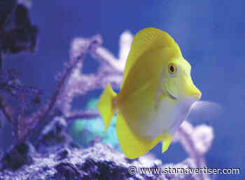 Honolulu joins counties to urge BLNR to ban aquarium fishing