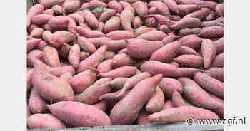 North Carolina start later met oogst zoete aardappelen