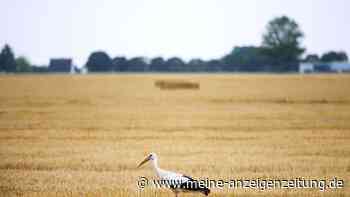 Wassermangel bedroht die Wildtierwelt