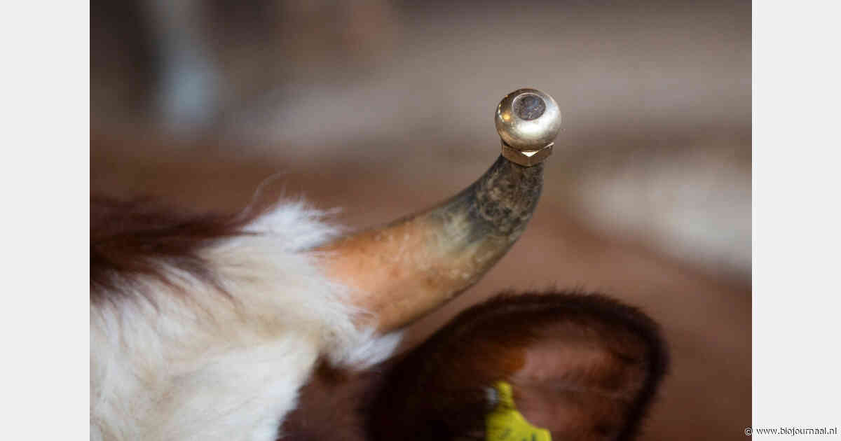 Caring Farmers start crowdfunding voor hoorndoppen bij koeien