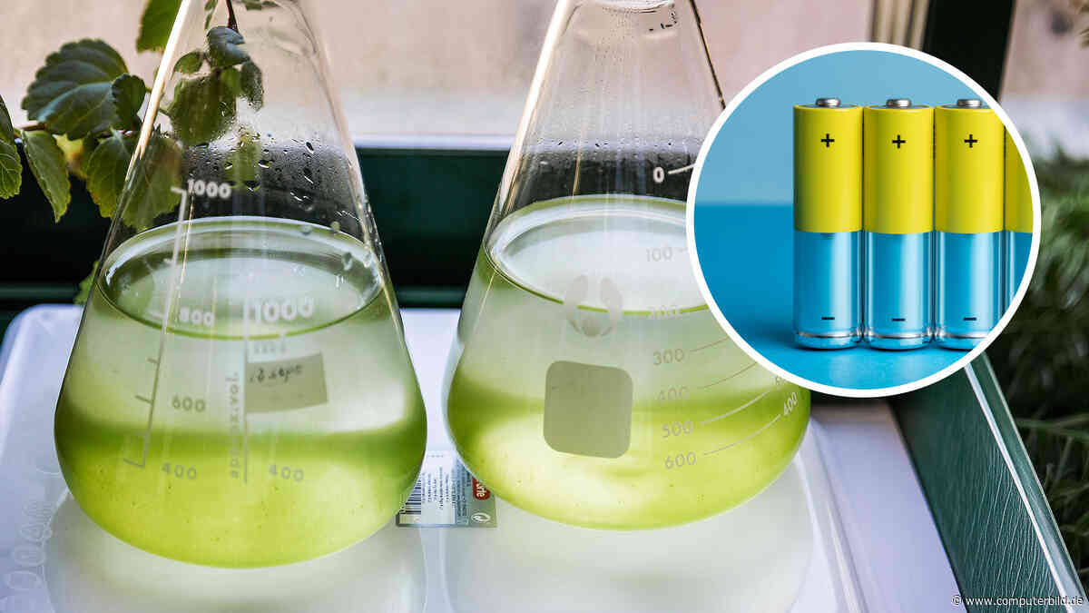 Strom durch Photosynthese: Algen-Batterie liefert über sechs Jahre lang Energie