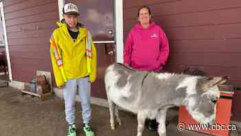 Joy of rural life drives expansion of Sask. farm homes for people with intellectual disabilities