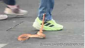 Shock as escaped snake 'lunges' at people in busy shopping street