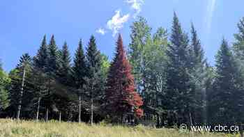 Record drought threatens future of New Brunswick's balsam firs