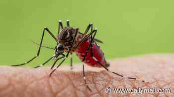 How to protect your family from tropical bugs as disease-carrying mosquitoes confirmed around Dublin Airport - after four baggage handlers infected with MALARIA amid killer bugs' migration into northern Europe