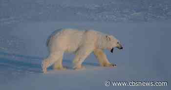 $5,255 fine issued after foghorn wakes up sleeping polar bear