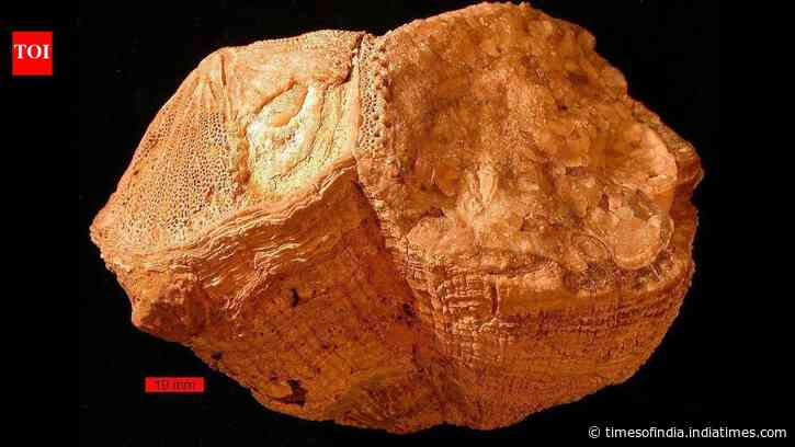 70 million years ago, Earth had 372 days a year, with days lasting 23 hours