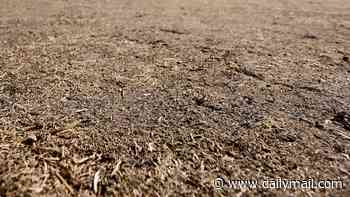 Your yellow lawn is NOT dead! Plant expert reveals why Britons should stop worrying about their parched grass