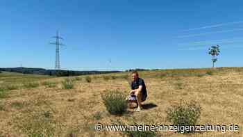 Dritter Grasschnitt bringt nicht mal halben Ertrag – Landwirte stehen vor Futterkrise