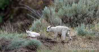 Status of ‘iconic’ mountain goats living near evacuated B.C. community is uncertain