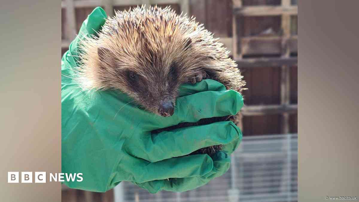 'Leccy' the hedgehog rescued from substation