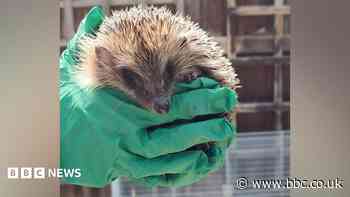 'Leccy' the hedgehog rescued from substation