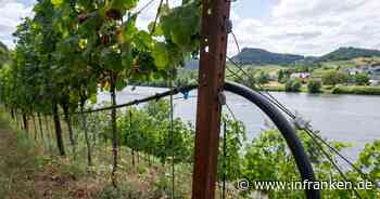 Weinbauverband erwartet «qualitativ hervorragenden Jahrgang»