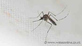 'I'm a doctor and this is what to do if you're bitten by a mosquito - not scratch it'
