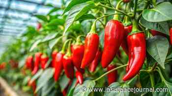 Taylor Farms Outbreaks Show Limits of US Ability to Safeguard Mexican Produce