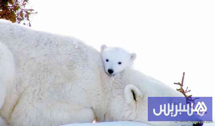 "إزعاج الدببة" يكلف 50 ألف كرونة نرويجية