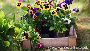 Five flowers to plant this week for gorgeous autumn colour