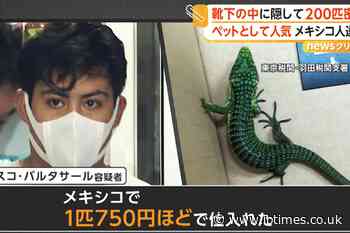 Man Arrested After 200 Lizards Found Hidden in Socks Inside Suitcase at Tokyo Airport