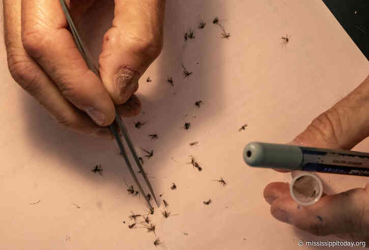 Photo gallery: Mississippi public health entomologist tests mosquitoes to monitor for West Nile virus