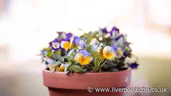 Gardeners should plant 5 flowers now for a colourful autumn