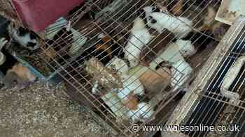 More than 100 guinea pigs and dozens of cats found living in filthy house