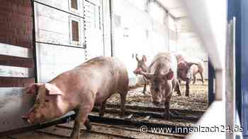 Horror-Hof in Niederösterreich: Kannibalismus-Verdacht um vermisste Schweine