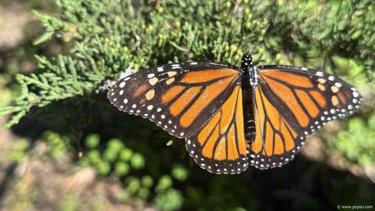 Putting tiny backpacks on butterflies—for science