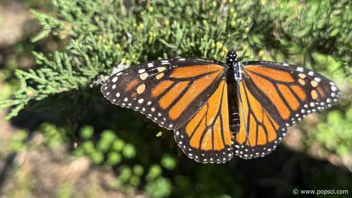 Putting tiny backpacks on butterflies—for science
