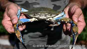 Im Meer vor Italien ausgesetzt: Dieser Jäger soll die Blaukrabbe vernichten