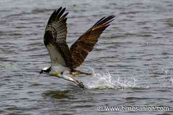 Photos: A surprise encounter with some ospreys on the Hudson