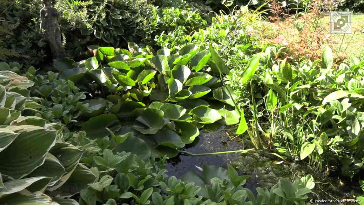 Bloeiend Landsmeer, augustus 2026 – Waterplanten in een hittegolf