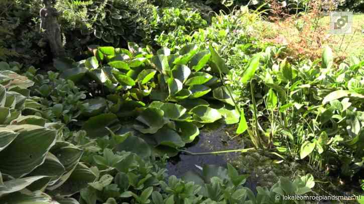 Bloeiend Landsmeer, augustus 2026 – Waterplanten in een hittegolf