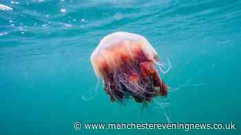 Woman hospitalised after being stung in the eye by jellyfish off North Wales coast